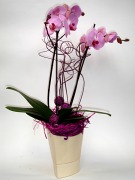Phalenopsis w osłonce Orchidea